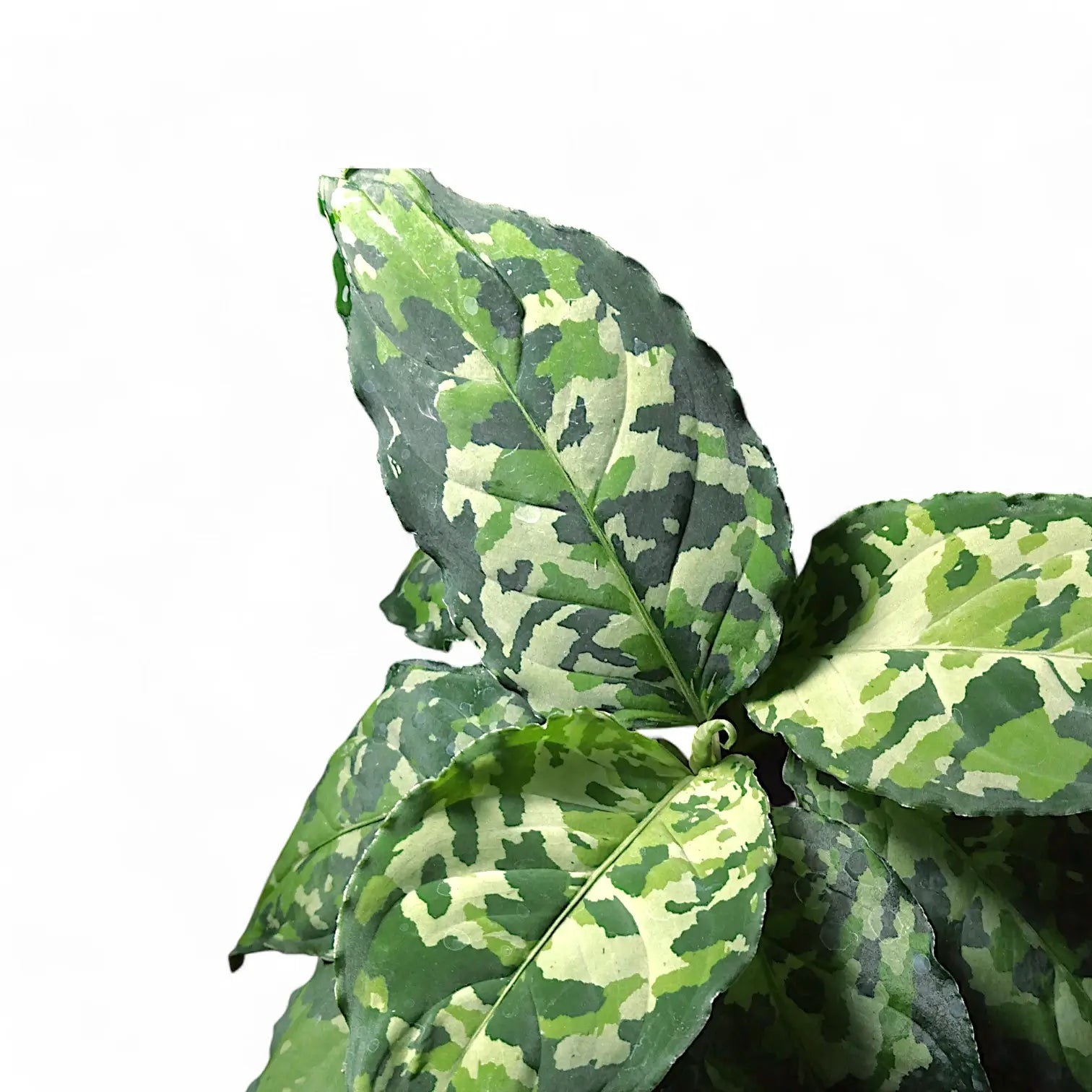 Aglaonema pictum tricolor – Zimmerpflanze im Kulturtopf auf weißem Hintergrund, Produktfoto 3.
