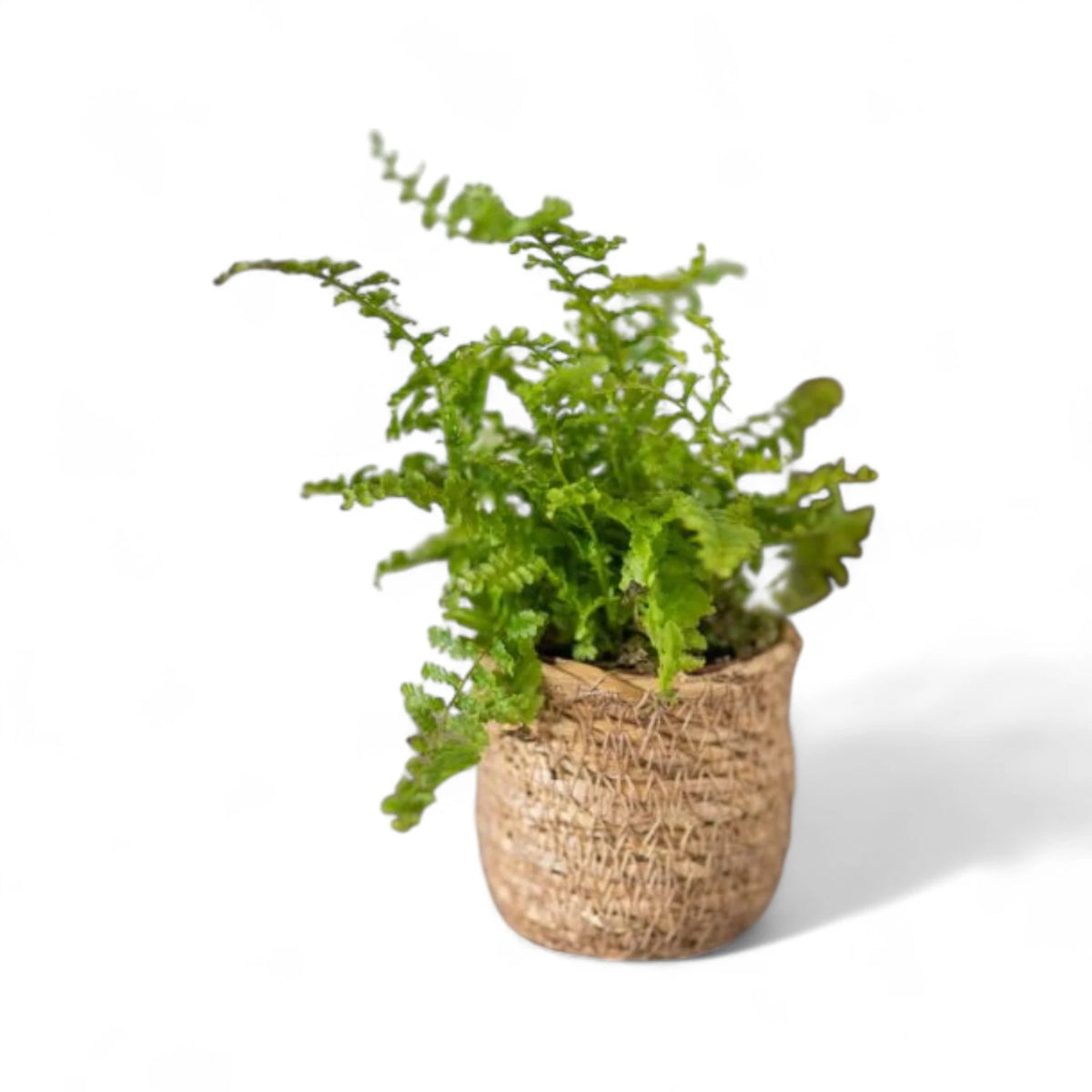 Planter 'Stef' on white background, product photo 2.