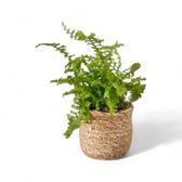 Planter 'Stef' on white background, product photo 2.