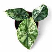 Alocasia baginda 'Dragon scale' albo-variegata potted houseplant in nursery pot on white background, product photo 3.