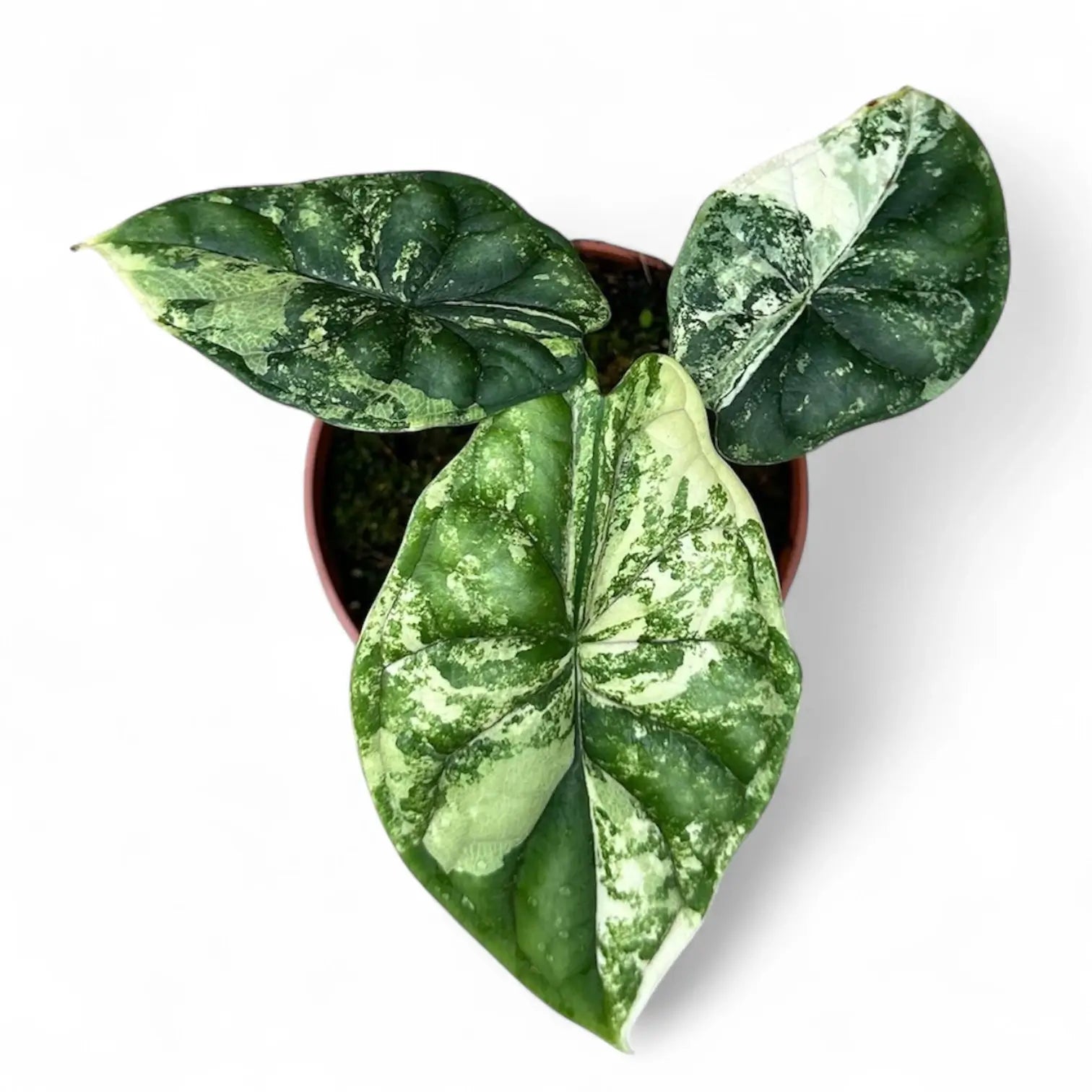Alocasia baginda 'Dragon scale' albo-variegata potted houseplant in nursery pot on white background, product photo 3.