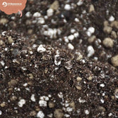 Cacti & Succulent Soil Mix on white background, product photo 11.