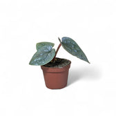 Anthurium luxurians potted houseplant in nursery pot on white background, product photo 4.
