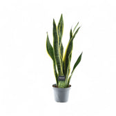 Dracaena (Sansevieria) trifasciata 'Laurentii' potted houseplant in nursery pot on white background, product photo 8.