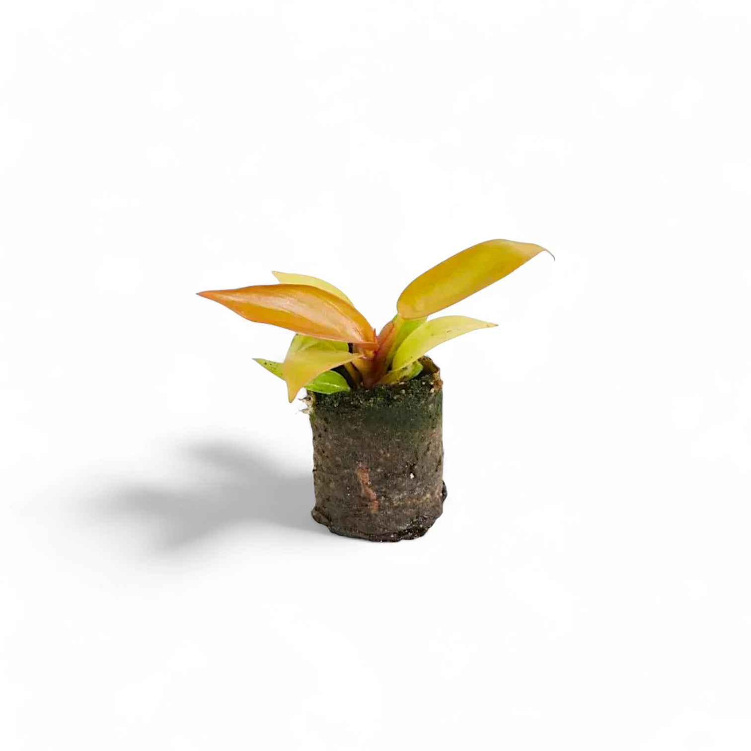 Philodendron 'Prince of Orange' potted houseplant in nursery pot on white background, product photo 5.