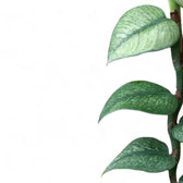 Nahaufnahme eines Blatts von Rhaphidophora hongkongensis 'Mint' vor weißem Hintergrund.