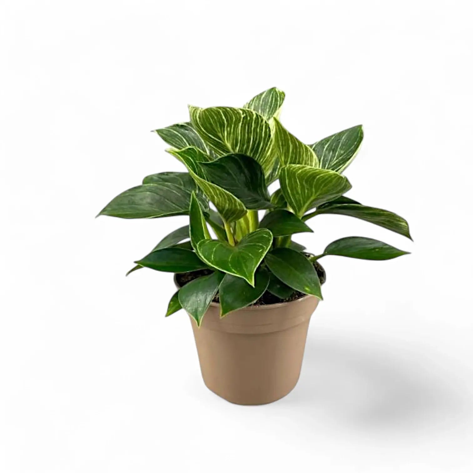 Philodendron 'Birkin' (auch 'White wave', 'White Measure') – Zimmerpflanze im Kulturtopf auf weißem Hintergrund, Produktfoto 9.