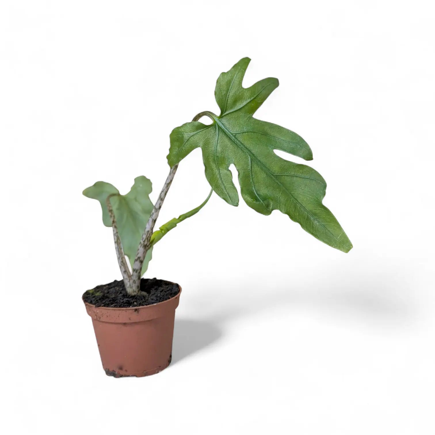 Alocasia brancifolia 'Pink Passion' potted houseplant in nursery pot on white background, product photo 3.