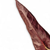 Alocasia longiloba 'Purple' potted houseplant in nursery pot on white background, product photo 9.