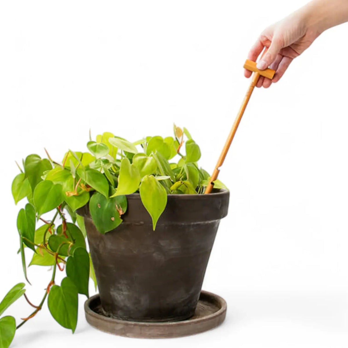 The Soil Checker auf weißem Hintergrund, Produktfoto 4.