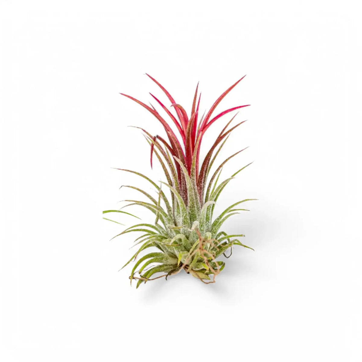 Tillandsia Air Plants