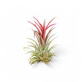Tillandsia Air Plants
