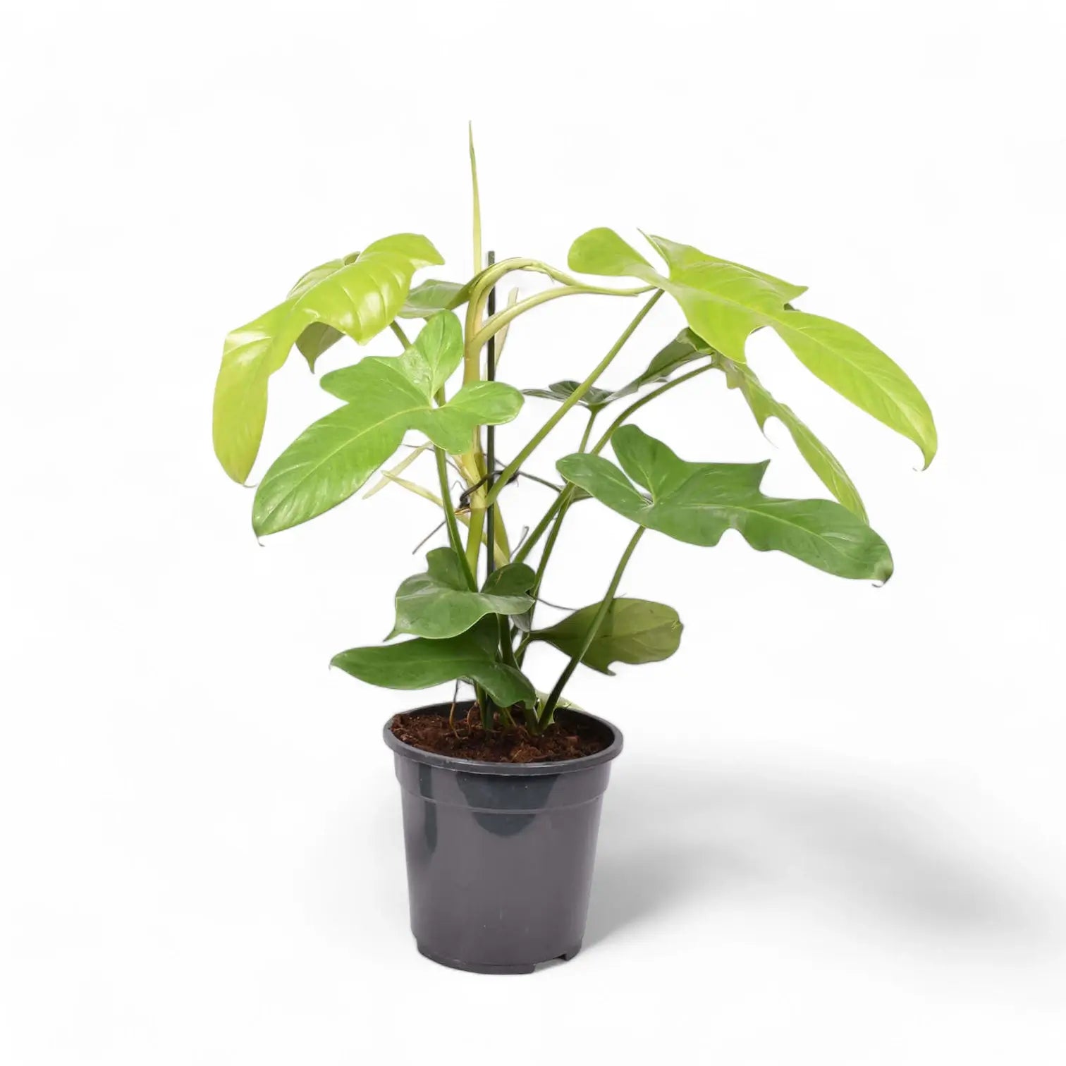 Philodendron bipennifolium 'Golden violin' potted houseplant in nursery pot on white background, product photo 8.