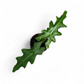 Alocasia portei – Topfpflanze im Kulturtopf vor weißem Hintergrund, Produktfoto 9.