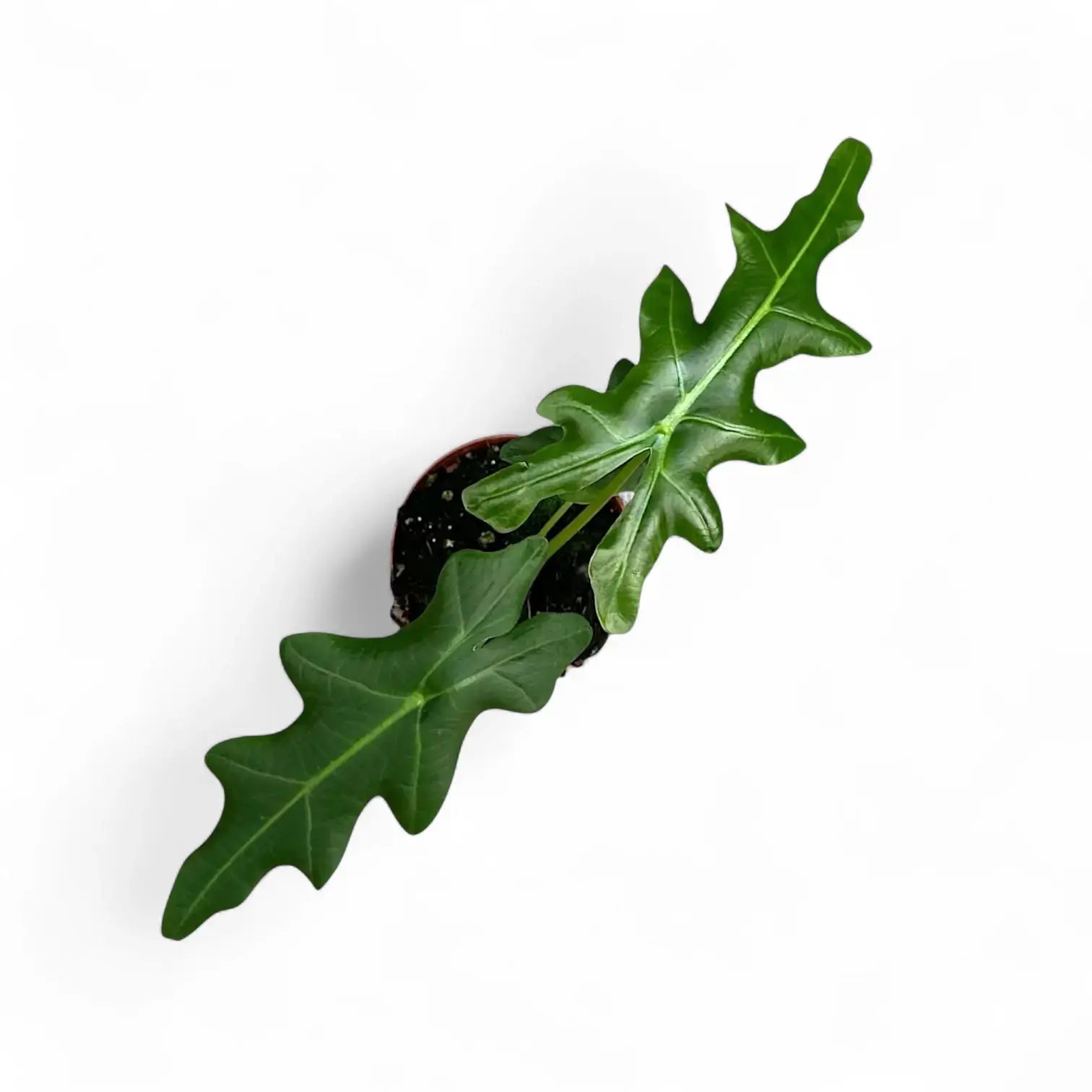 Alocasia portei – Topfpflanze im Kulturtopf vor weißem Hintergrund, Produktfoto 9.