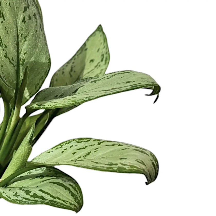 Aglaonema 'Maria Christina' leaf close-up on white background.