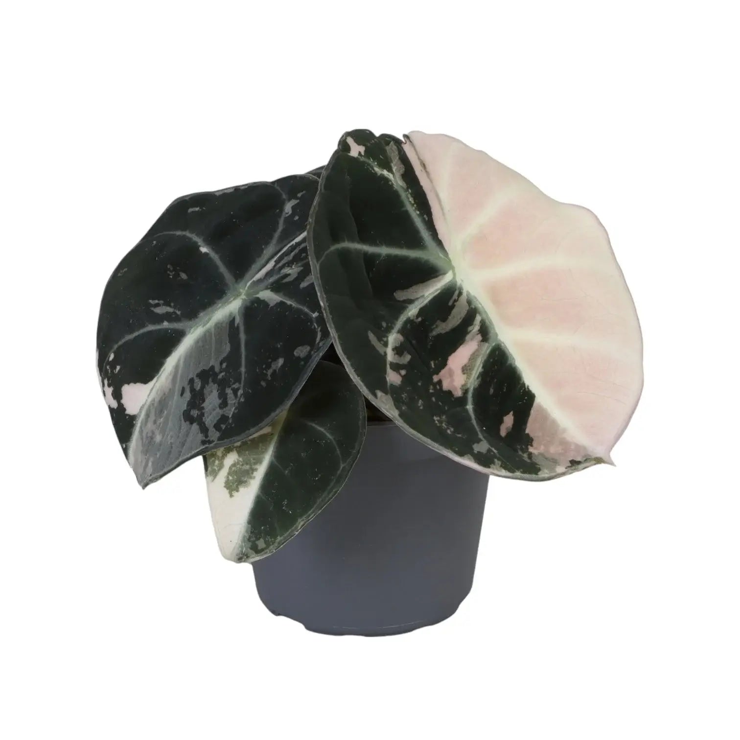Alocasia reginula Pink Variegated potted houseplant in nursery pot on white background, product photo 2.