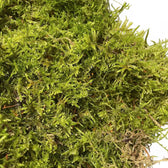 Plattenmoos (lebend) – Zimmerpflanze im Kulturtopf auf weißem Hintergrund, Produktfoto 3.