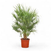 Chamaerops humilis potted houseplant in nursery pot on white background, product photo 9.