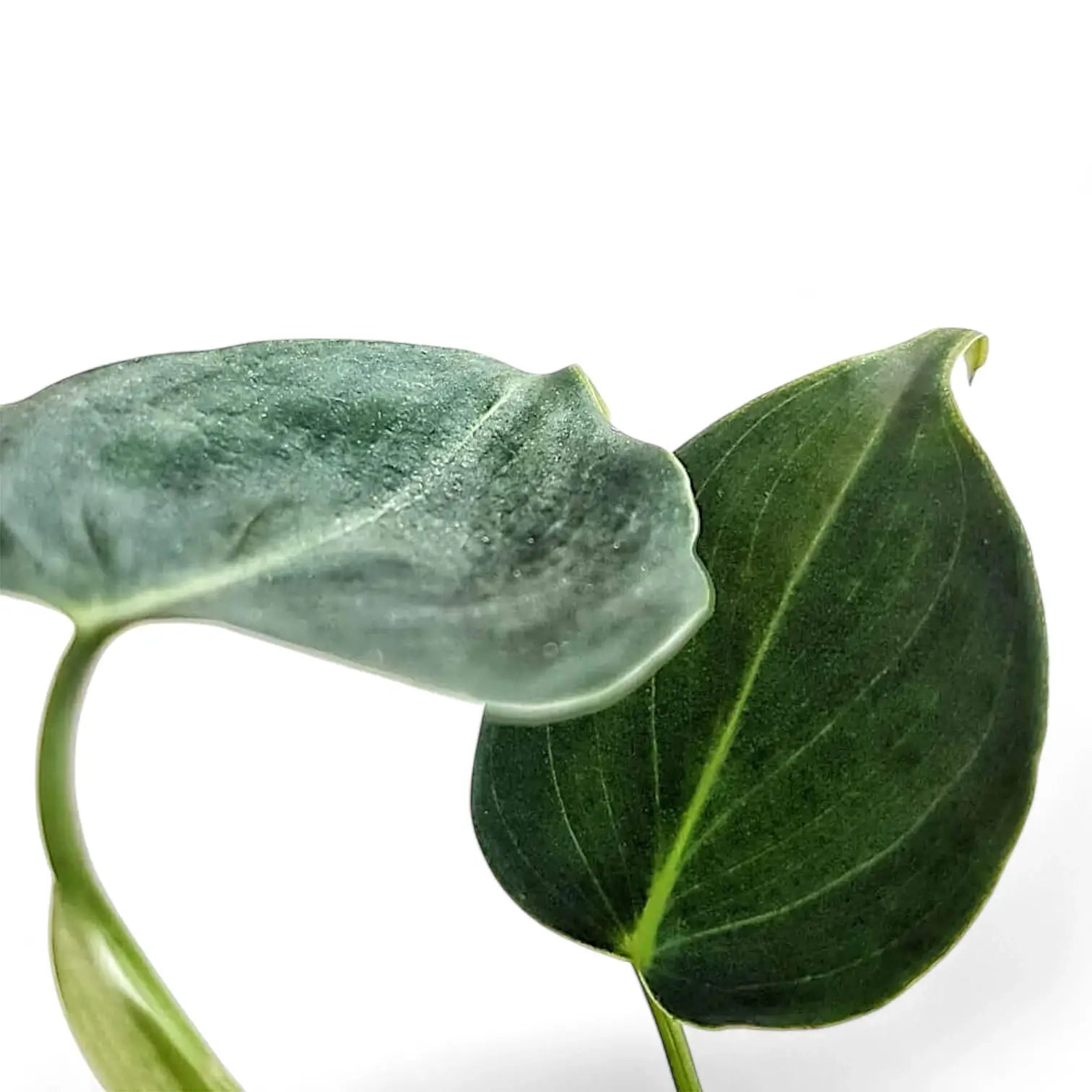 Nahaufnahme von Philodendron cf lupinum (Philodendron vanninii Croat ined.) vor weißem Hintergrund.