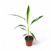 Musa × paradisiaca 'Ae Ae' potted houseplant in nursery pot on white background, product photo 4.