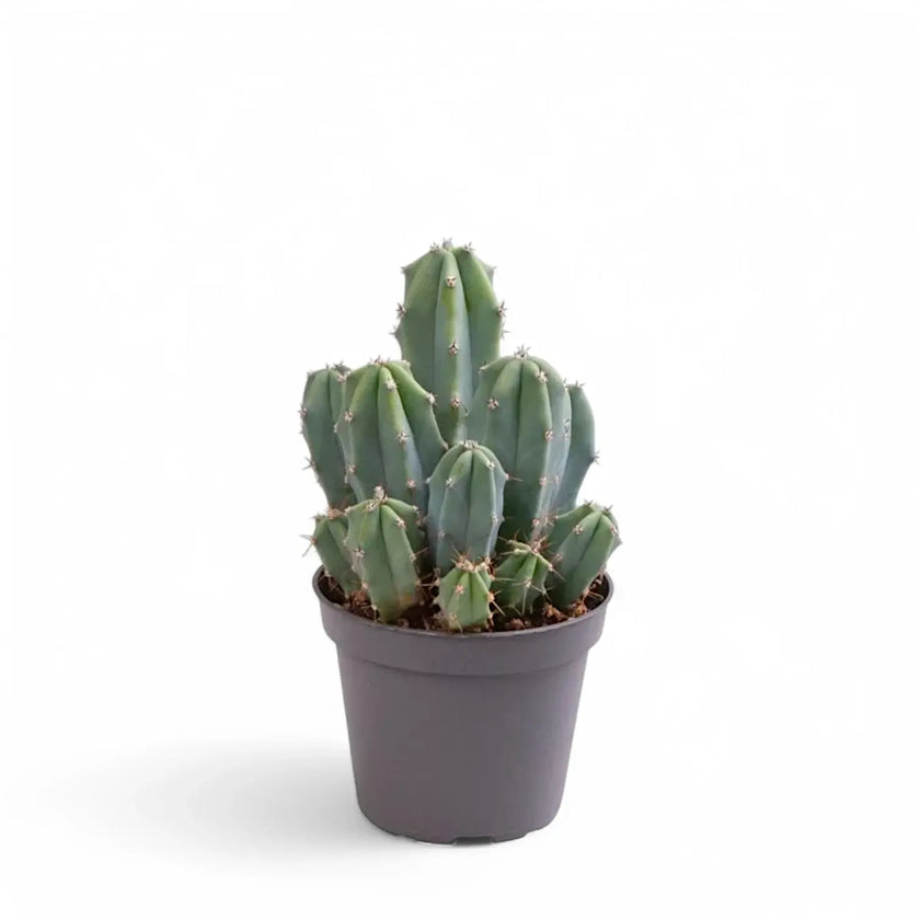 Myrtillocactus geometrizans potted houseplant in nursery pot on white background, product photo 2.