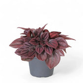 Peperomia caperata 'Cayenne' potted houseplant in nursery pot on white background, product photo 3.