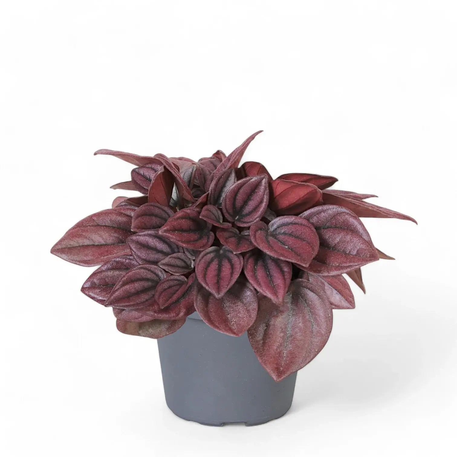 Peperomia caperata 'Cayenne' potted houseplant in nursery pot on white background, product photo 3.