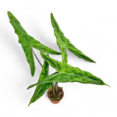Alocasia zebrina ‘Tigrina Superba’ potted houseplant in nursery pot on white background, product photo 4.