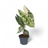 Alocasia 'Nairobi Nights' variegata potted houseplant in nursery pot on white background, product photo 2.