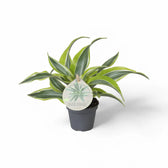 Dracaena fragrans 'Lemon Surprise' potted houseplant in nursery pot on white background, product photo 3.