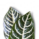 Nahaufnahme eines Blatts von Aphelandra squarrosa vor weißem Hintergrund.