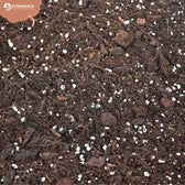 Hoya Potting Mix on white background, product photo 6.