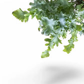 Nahaufnahme eines Wedels von Phlebodium aureum 'Davana' vor weißem Hintergrund.