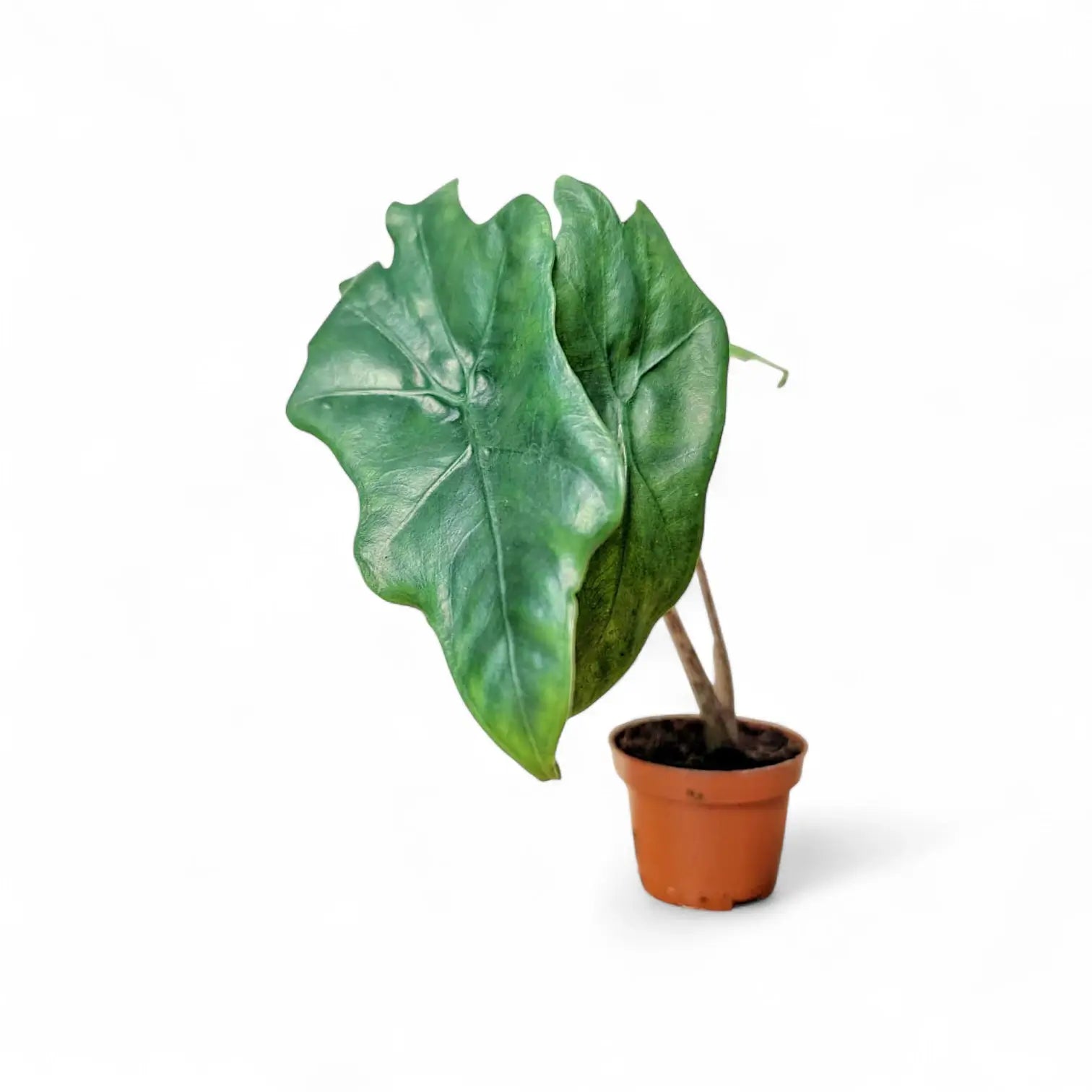 Alocasia nycteris 'Batwing' – Topfpflanze im Kulturtopf vor weißem Hintergrund, Produktfoto 8.