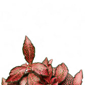 Nahaufnahme eines Blatts von Fittonia albivenis 'Forest Flame' vor weißem Hintergrund.