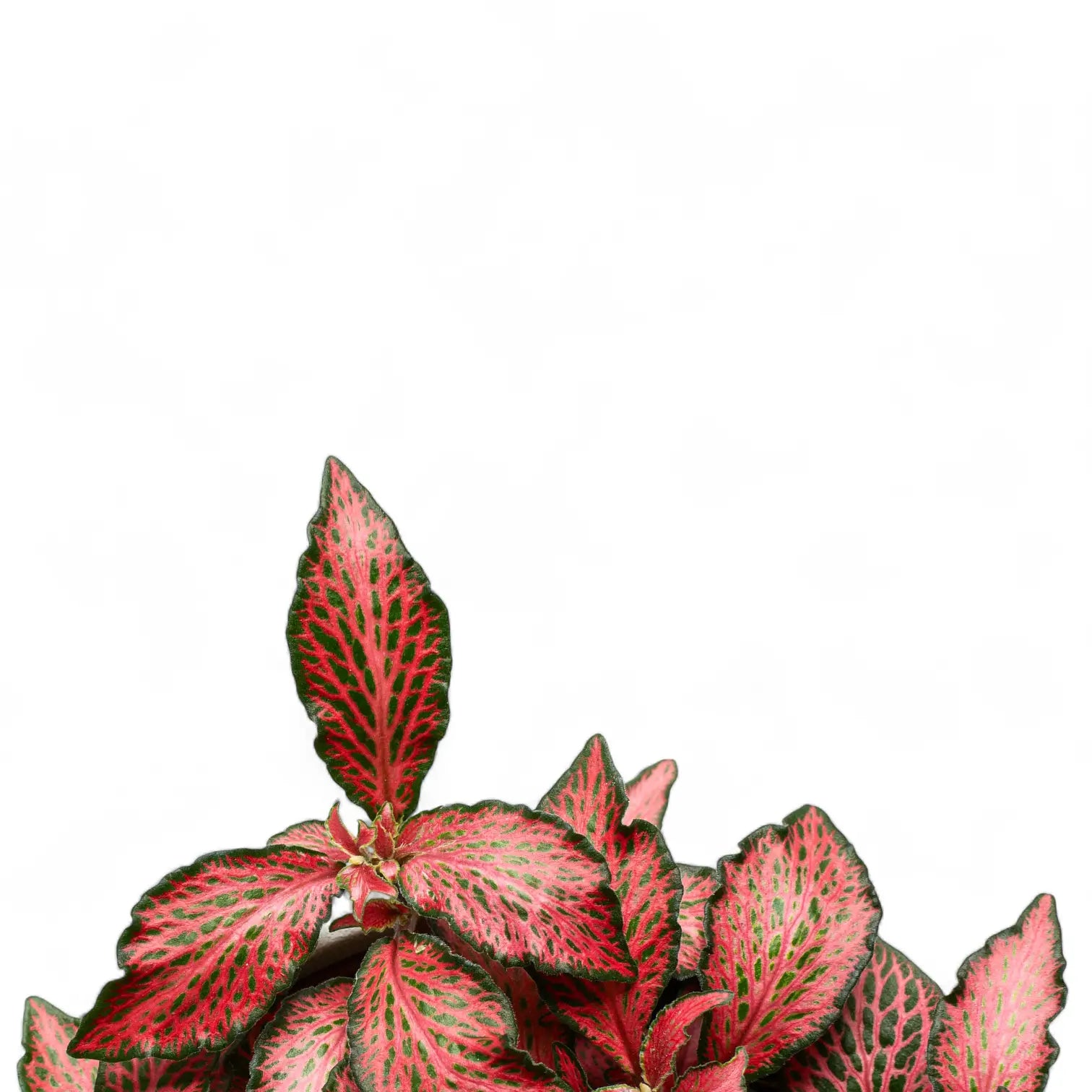 Nahaufnahme eines Blatts von Fittonia albivenis 'Forest Flame' vor weißem Hintergrund.