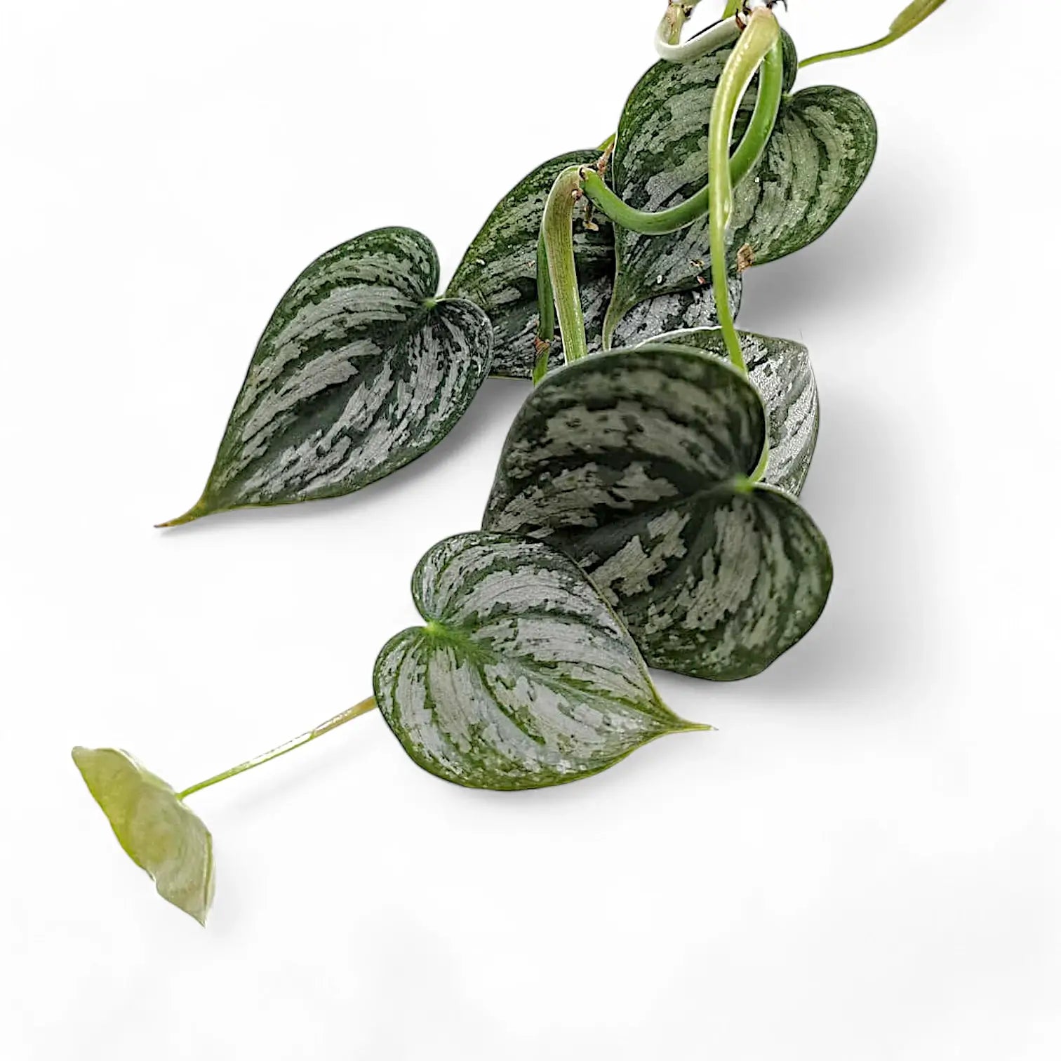 Philodendron brandtianum leaf close-up on white background.