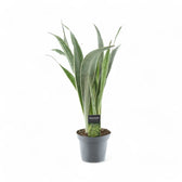 Dracaena (Sansevieria) trifasciata 'Metallica' – Topfpflanze im Kulturtopf vor weißem Hintergrund, Produktfoto 6.