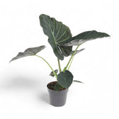 Alocasia 'Regal Shields' – Zimmerpflanze im Kulturtopf auf weißem Hintergrund, Produktfoto 6.