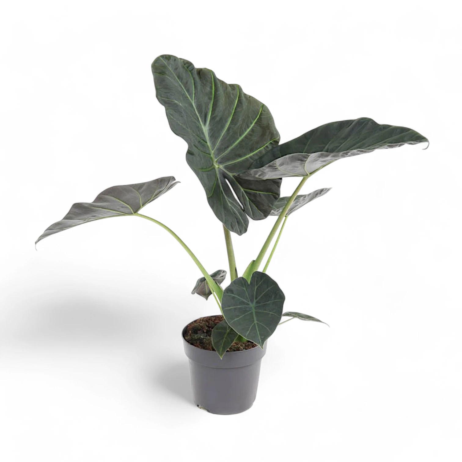 Alocasia 'Regal Shields' – Zimmerpflanze im Kulturtopf auf weißem Hintergrund, Produktfoto 6.