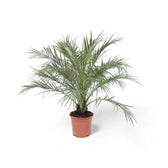 Phoenix roebelenii potted houseplant in nursery pot on white background, product photo 2.