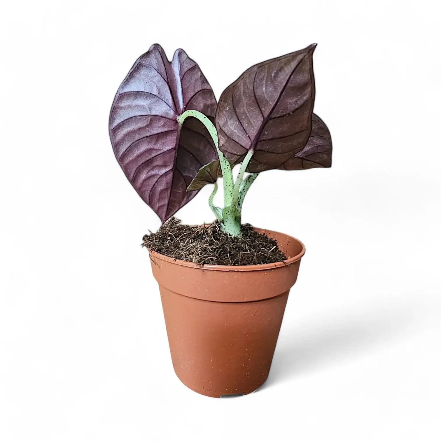 Alocasia nebula 'Silver' ('Black Diamond') – Topfpflanze im Kulturtopf vor weißem Hintergrund, Produktfoto 8.