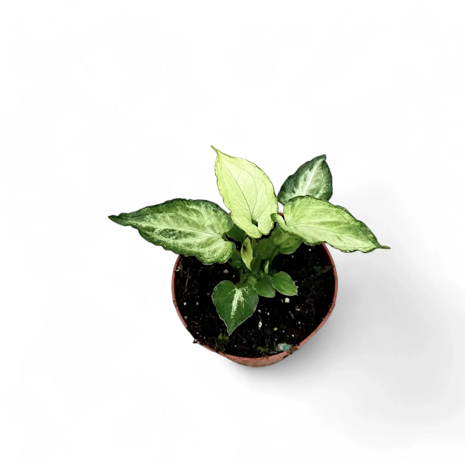 Syngonium podophyllum 'Mouse Ears' potted houseplant in nursery pot on white background, product photo 5.