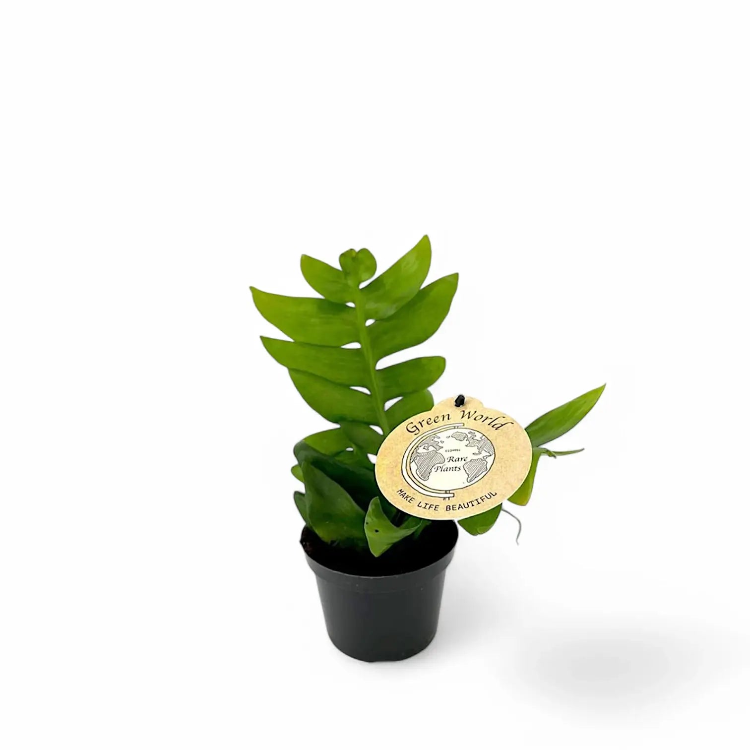 Epiphyllum chrysocardium potted houseplant in nursery pot on white background, product photo 2.