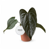 Anthurium 'Queen of hearts' potted houseplant in nursery pot on white background, product photo 3.