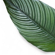 Nahaufnahme eines Blatts von Spathiphyllum wallisii 'Sensation' vor weißem Hintergrund.