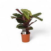 Goeppertia (Calathea) veitchiana 'Medaillon' – Zimmerpflanze im Kulturtopf auf weißem Hintergrund, Produktfoto 7.