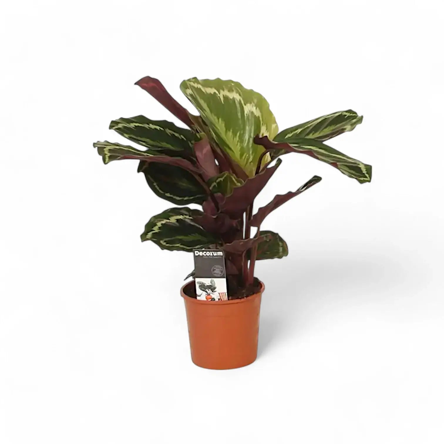 Goeppertia (Calathea) veitchiana 'Medaillon' – Zimmerpflanze im Kulturtopf auf weißem Hintergrund, Produktfoto 7.