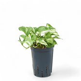 Epipremnum aureum 'Happy Leaf' ('Manjula') potted houseplant in nursery pot on white background, product photo 2.